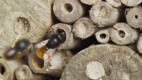 Close up wild bees at insect house in slow motion Stock Footage 152067643