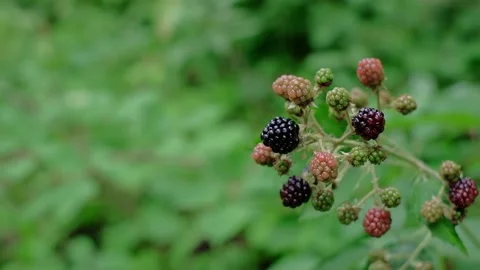 Close up of wild berries in a forest. Video stock 211488200