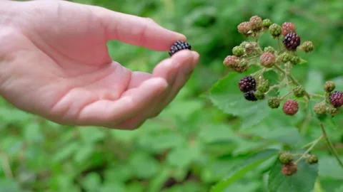 Close up of wild berries in a forest. Stock Footage 211488251
