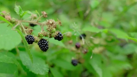 Close up of wild berries in a forest. Stock Footage 222786777