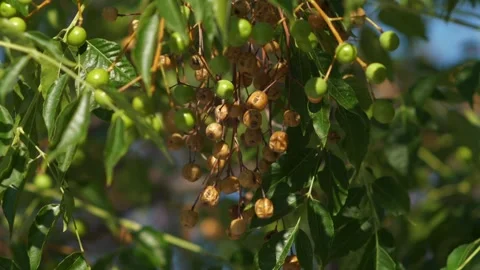 Close-Up of Wild Berries Ripening on a Tree Branch Stock Footage 323140132