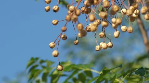 Close-Up of Wild Berries Ripening on a Tree Branch Stock Footage 323140139
