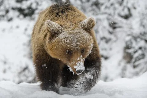 Close wild big brown bear in winter forest Stock Photos