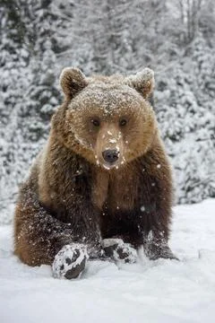 Close wild big brown bear to sit in winter forest Stock Photos
