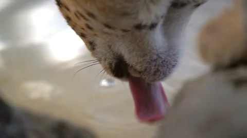 Close up wild big serval cat drinking water Stock Footage 111885516