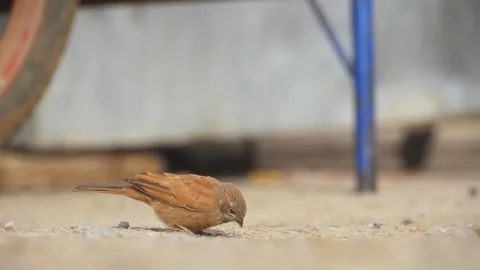 Close up of wild bird chick in nature, slow motion Stock Footage 342979077