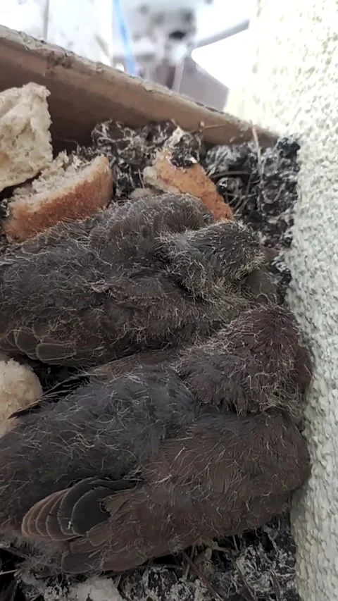 Close-up of Wild Bird Chicks Snuggling Inside a Wooden Nest Box Stock Footage 339494110