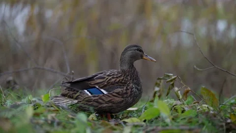 Close-up of a wild bird duck in the park by a pond in the grass Stock Footage 166287470