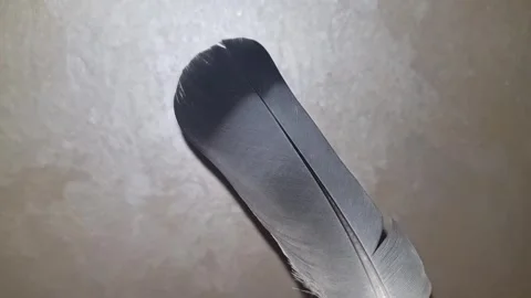A close-up of a wild bird's feather exposes intricate patterns of deep black Stock Footage 320852338
