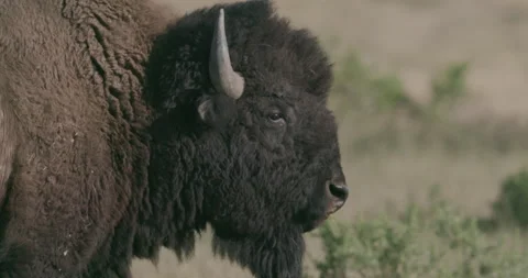 Close-up of wild bison chewing grass Stock Footage 332441404