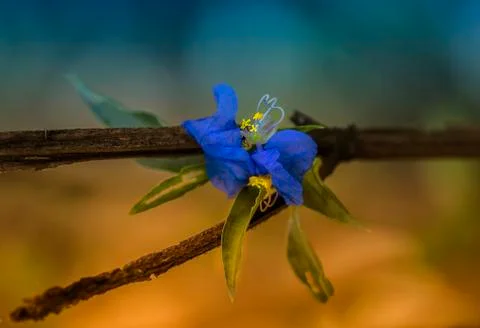 Close up /wild blue Stock Photos