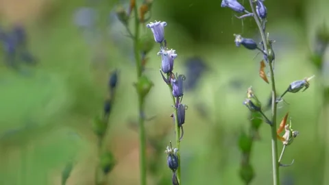 Close Up of Wild Bluebell Flowers in a Spring Woodland at Hallerbos Stock Footage 345548452