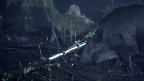 Close-up of a wild boar on a cold autumn night. The animal is looking for food. Stock Footage 271612229