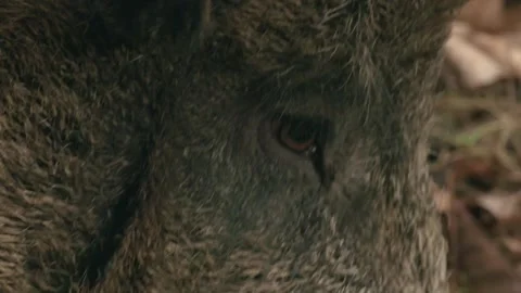 Close up of wild boar face Stock Footage 316701979