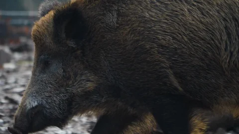 Close up of wild boar Stock Footage 122153731
