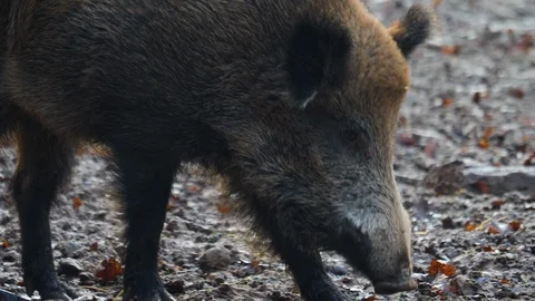 Close up of wild boar Stock Footage 122153799