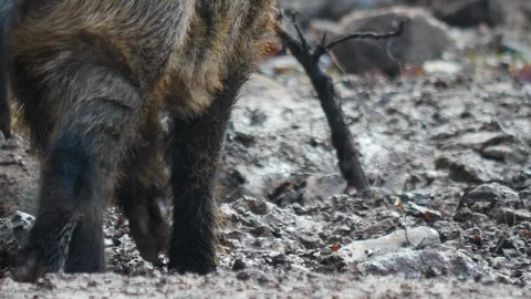 Close up of wild boar Video stock 122153825