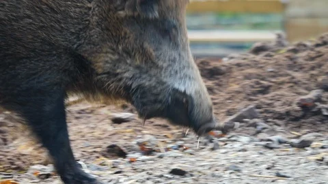 Close up of wild boar Video stock 122153980