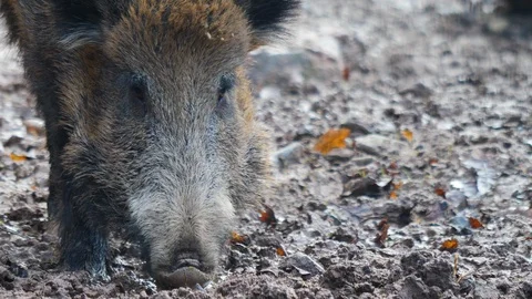 Close up of wild boar Stock Footage 122153989