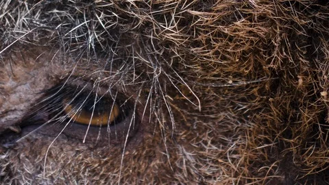 Close up of a wild boar Video stock 124504110