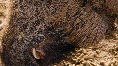 Close up of a wild boar Stock Footage 124504323