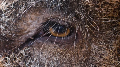 Close up of a wild boar Stock Footage 124504352