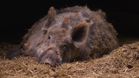 Close up of wild boar Stock Footage 242139868