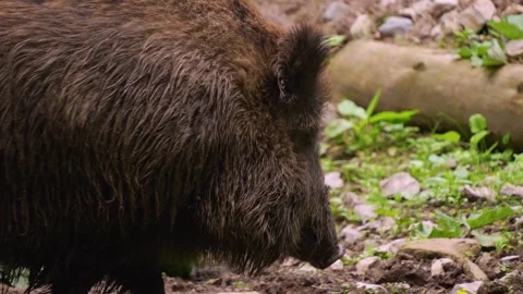 Close up of wild boar Stock Footage 242141685