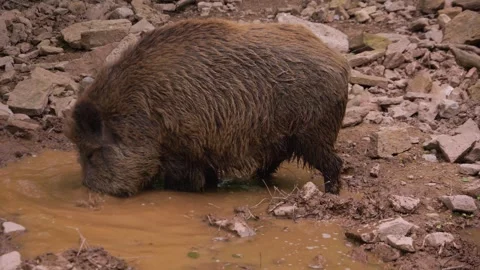 Close up of wild boar Stock Footage 242179635
