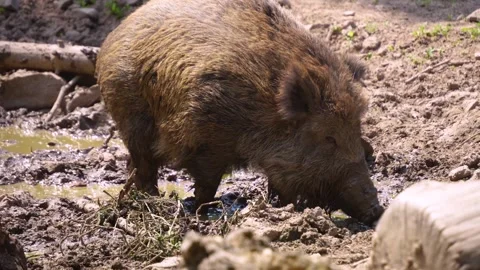 Close up of Wild boar Stock Footage 260531946