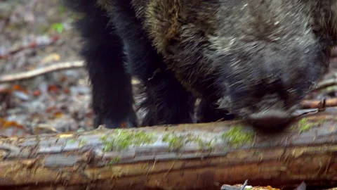 Close-up of a wild boar in the forest. A wild boar moves a log with its nose. Stock Footage 289395323