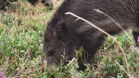 Close-up of wild boar or hog searching for food Stock Footage 114246407