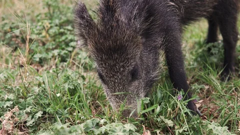 Close-up of wild boar or hog family on a green grass Stock Footage 114246513