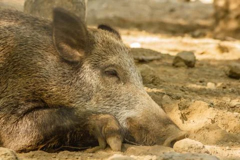 Close-up of a wild boar Stock Photos