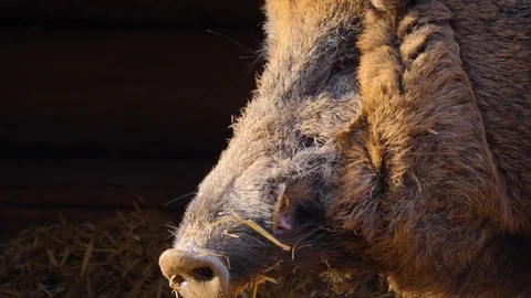 Close up of wild boar pig Stock Footage 121265686