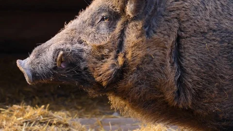 Close up of wild boar pig Stock Footage 121273122