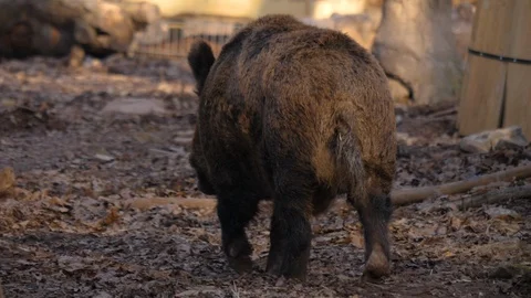 Close up of wild boar pig. Video stock 123556284