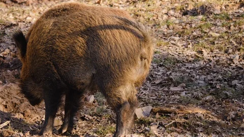 Close up of wild boar pig. Video stock 123609674
