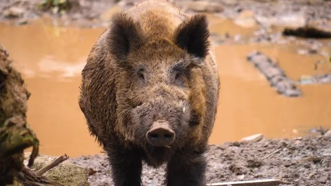 Close up of wild boar pig  Stock Footage 126612927