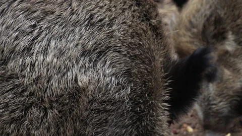 Close up of wild boar pig. Stock Footage 171727094