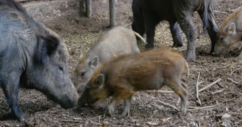 Close up of Wild boar piglet Stock Footage 137607248