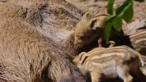 Close up of Wild boar piglets. Stock Footage 243385155