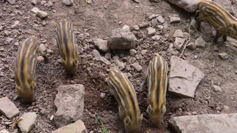 Close up of Wild boar piglets Stock Footage 249735616