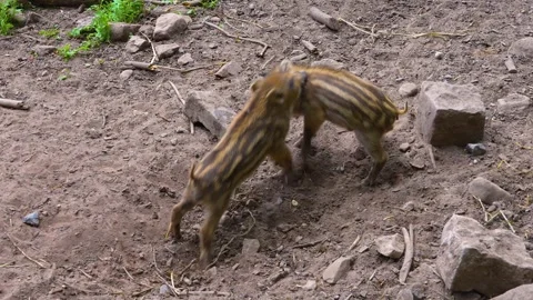 Close up of Wild boar piglets Stock Footage 249749494