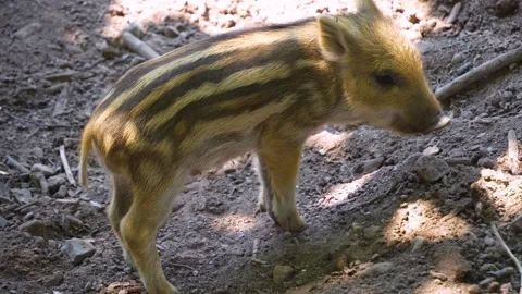 Close up of Wild boar piglets Stock Footage 260528670