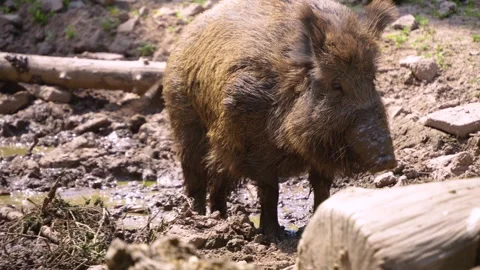 Close up of Wild boar piglets Stock Footage 260528901
