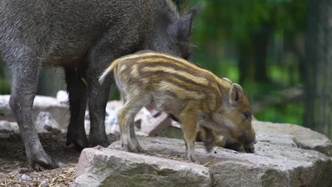 Close up of wild boar piglets in motion Stock Footage 277301921
