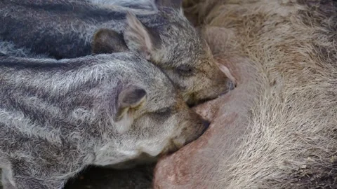 Close-up of wild boar piglets nursing and shaking their heads while feeding. Stock Footage 335515098