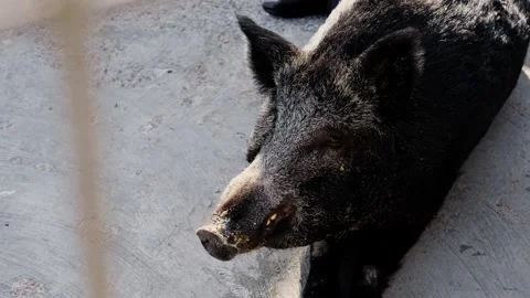 Close-up of a wild boar resting on concrete ground inside a zoo enclosure Stock Footage 327489923