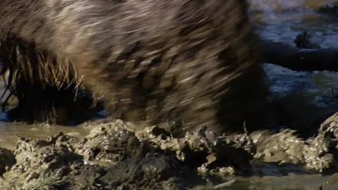 Close-up of wild boar snout digging in mud Stock Footage 321883484